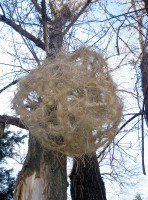 /album/fotogaleria/eco-ontogenesis-vista-4-jpg/